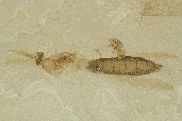 Fossil Insect (Crane Fly and Snout Beetle) Plate - Utah #360250